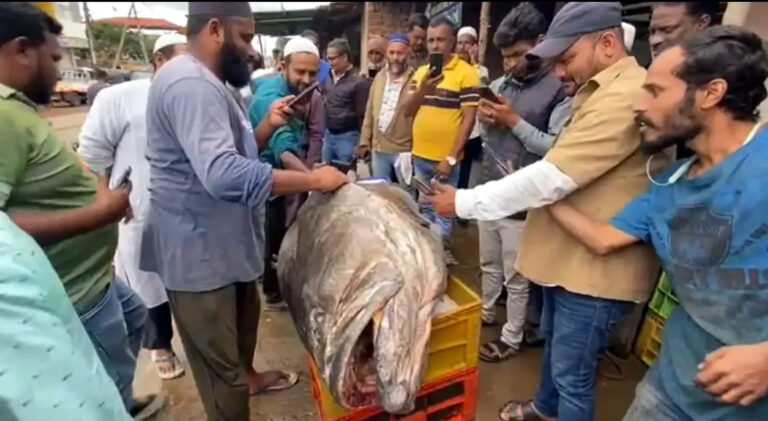 ಚಿಕ್ಕಮಗಳೂರು ನಗರದ ಉಪ್ಪಳ್ಳಿ ಬಡಾವಣೆಯ ಮೀನು ಮಳಿಗೆಗೆ ಇದೇ ಮೊದಲ ಬಾರಿಗೆ ಮಂಗಳೂರಿನಿಂದ ಬಂದ ಬರೋಬ್ಬರಿ 340 ಕೆಜಿ ತೂಕದ ಅಂಬೂರು ಸಮುದ್ರ ಮೀನು