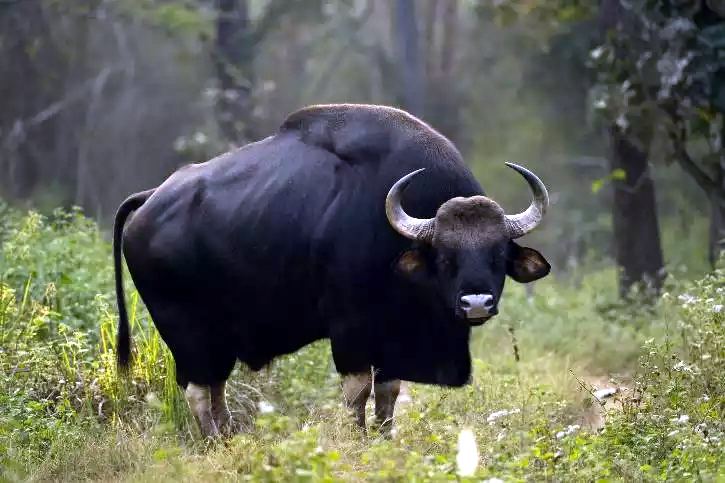 ಕಾಡುಕೋಣ ದಾಳಿಯಿಂದ ಕಾರ್ಮಿಕ ಮಹಿಳೆ ಸಾವು
